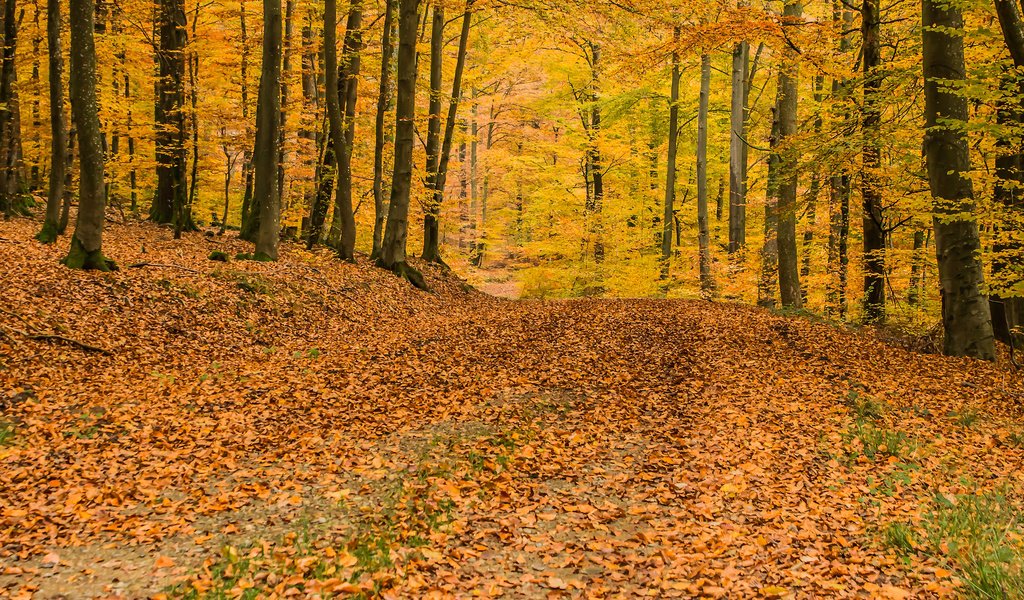 Обои деревья, природа, лес, листья, осень, листопад, trees, nature, forest, leaves, autumn, falling leaves разрешение 3840x2400 Загрузить