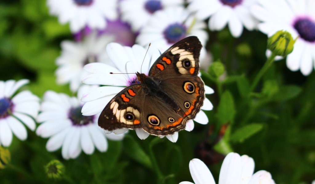 Обои цветы, макро, насекомое, бабочка, крылья, flowers, macro, insect, butterfly, wings разрешение 5184x3456 Загрузить