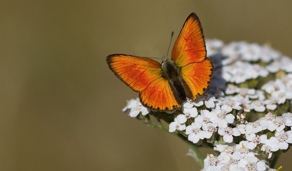 Обои цветы, макро, насекомое, бабочка, крылья, flowers, macro, insect, butterfly, wings разрешение 2048x1366 Загрузить