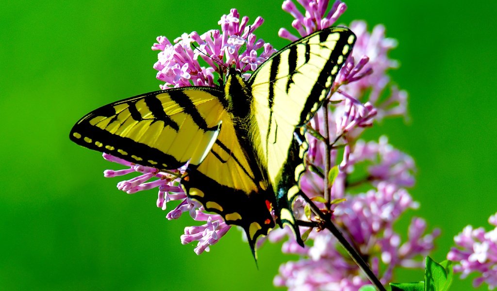 Обои цветы, макро, насекомое, бабочка, крылья, flowers, macro, insect, butterfly, wings разрешение 4787x3539 Загрузить