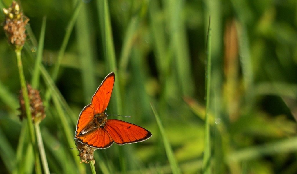 Обои трава, макро, насекомое, бабочка, крылья, grass, macro, insect, butterfly, wings разрешение 2084x1325 Загрузить