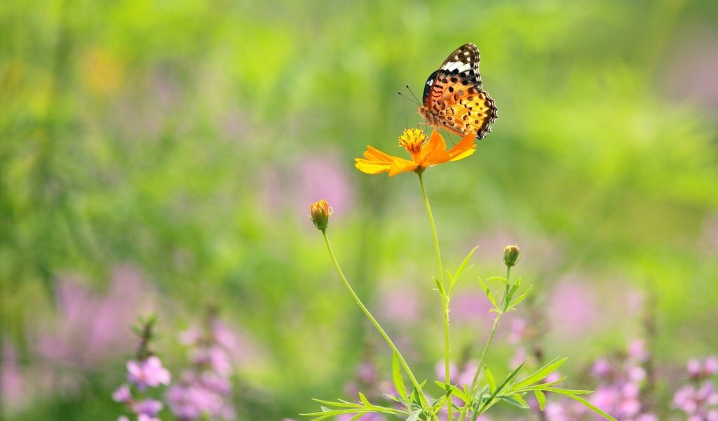 Обои цветы, макро, насекомое, бабочка, крылья, flowers, macro, insect, butterfly, wings разрешение 1920x1200 Загрузить