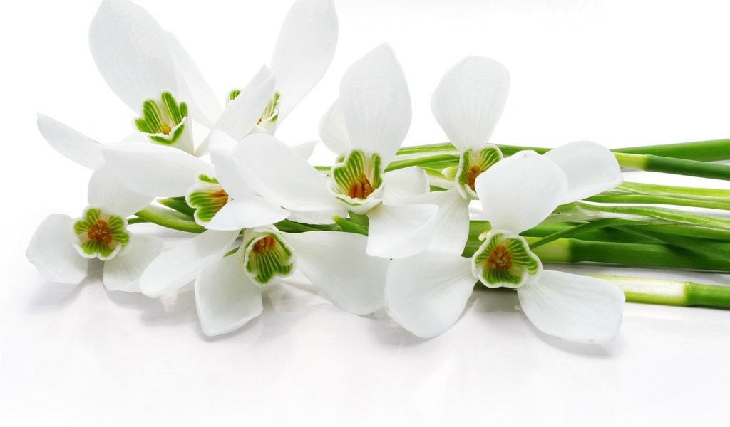 Обои цветы, белый фон, белые, стебли, орхидеи, flowers, white background, white, stems, orchids разрешение 3075x2200 Загрузить