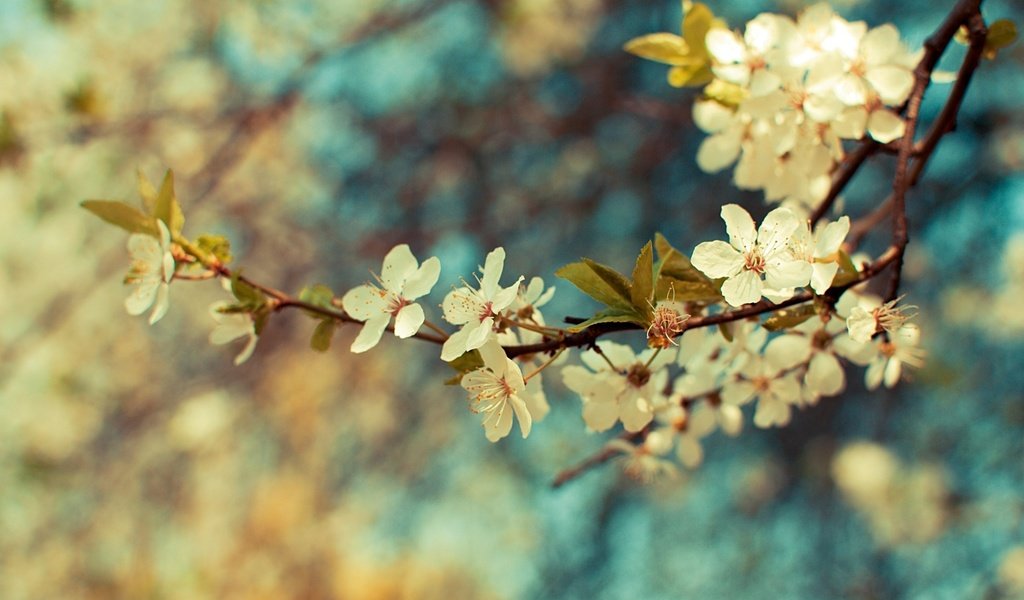 Обои цветы, ветка, цветение, листья, весна, flowers, branch, flowering, leaves, spring разрешение 2560x1600 Загрузить