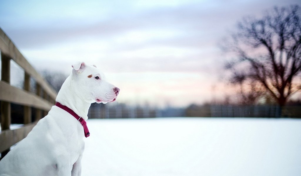 Обои снег, зима, собака, профиль, ошейник, питбультерьер, питбуль, snow, winter, dog, profile, collar, pit bull terrier, pit bull разрешение 1920x1080 Загрузить