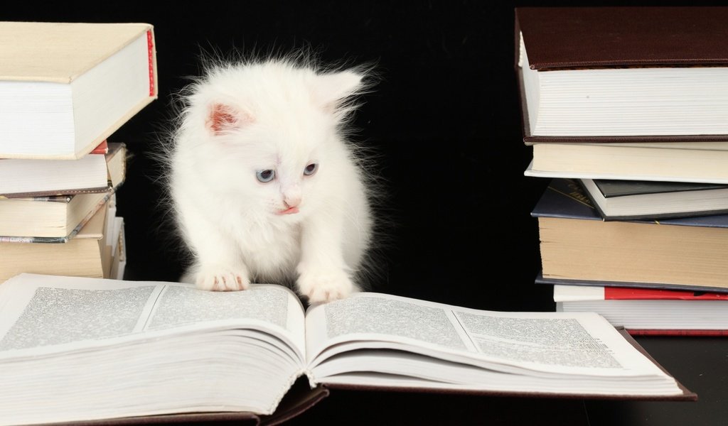 Обои книги, котенок, черный фон, кошечка, books, kitty, black background разрешение 2560x1600 Загрузить