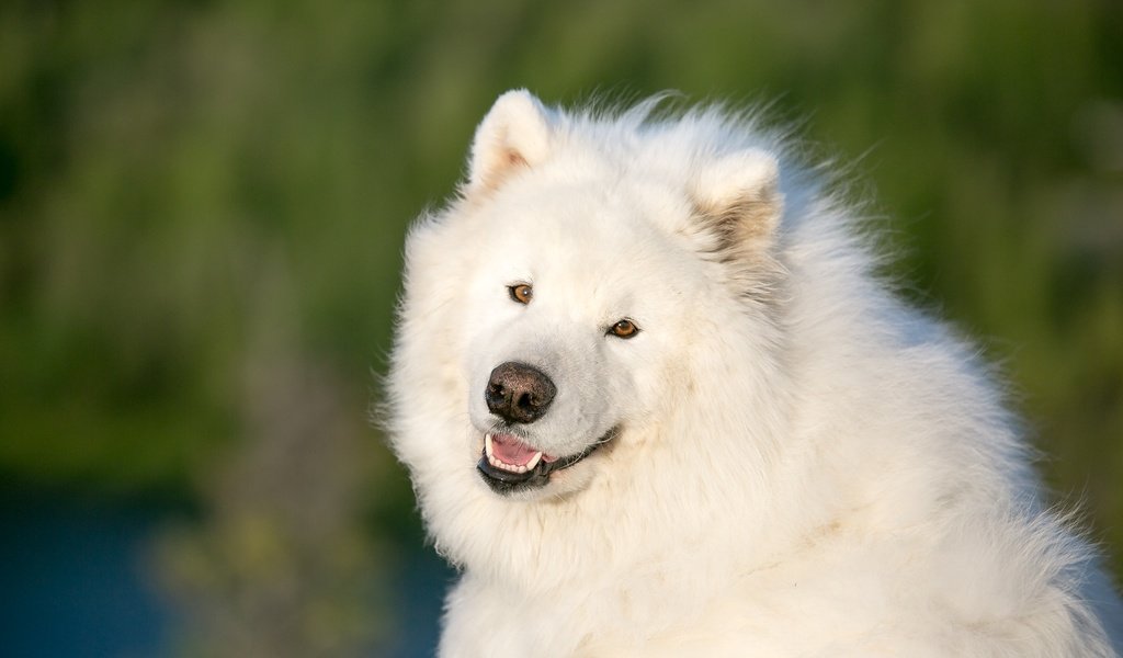 Обои глаза, мордочка, взгляд, собака, самоед, самоедская собака, eyes, muzzle, look, dog, samoyed, the samoyed разрешение 3960x2640 Загрузить