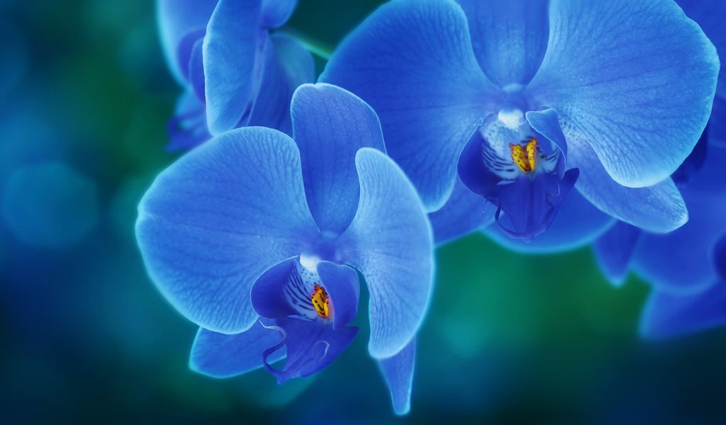 Обои цветы, лепестки, орхидея, flowers, petals, orchid разрешение 1920x1080 Загрузить