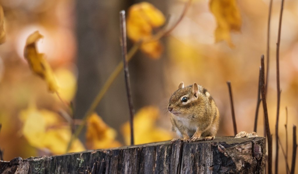 Обои лес, ветки, осень, пень, бурундук, грызун, forest, branches, autumn, stump, chipmunk, rodent разрешение 2048x1518 Загрузить