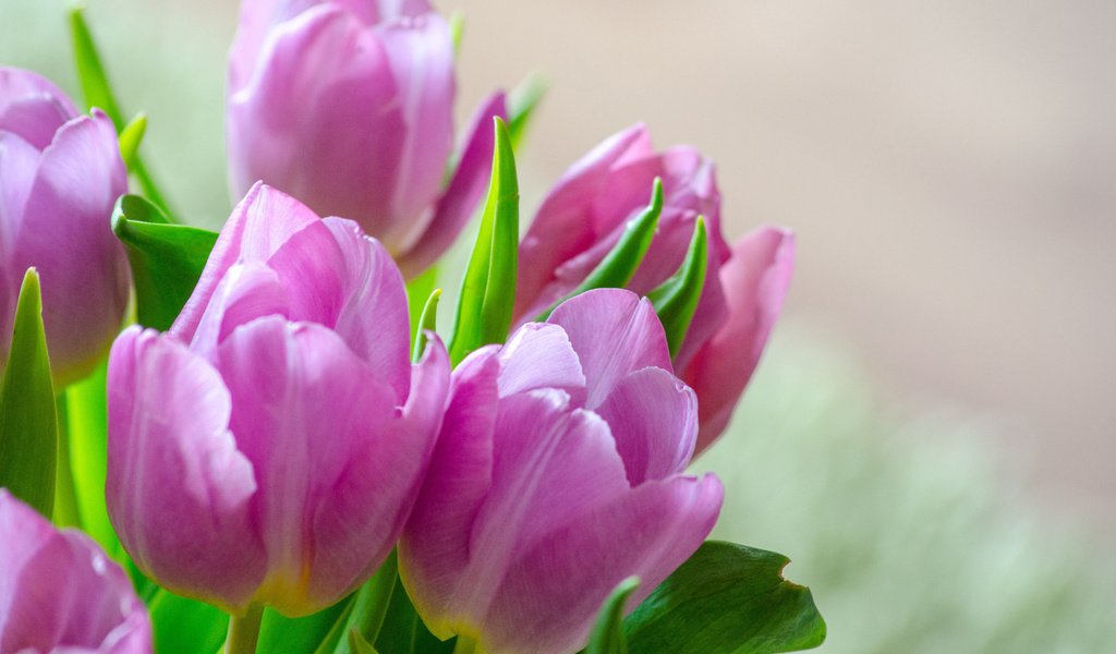 Обои цветы, бутоны, лепестки, весна, тюльпаны, flowers, buds, petals, spring, tulips разрешение 3840x2400 Загрузить