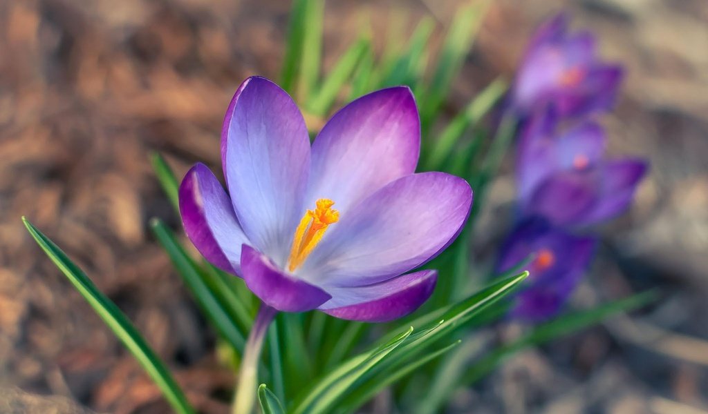 Обои цветы, лепестки, весна, крокус, шафран, flowers, petals, spring, krokus, saffron разрешение 1920x1200 Загрузить