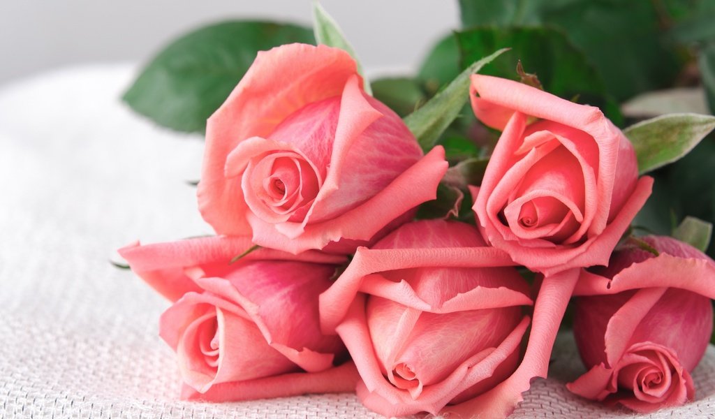 Обои цветы, бутоны, розы, лепестки, букет, розовые розы, flowers, buds, roses, petals, bouquet, pink roses разрешение 2880x1800 Загрузить