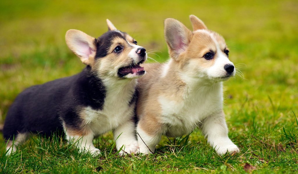 Обои трава, щенок, щенки, собаки, вельш-корги, корги, grass, puppy, puppies, dogs, welsh corgi, corgi разрешение 2880x1800 Загрузить