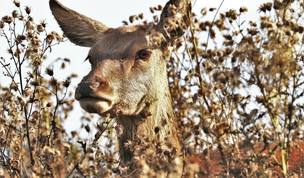 Обои морда, природа, растения, олень, животное, лань, face, nature, plants, deer, animal, doe разрешение 5251x3501 Загрузить