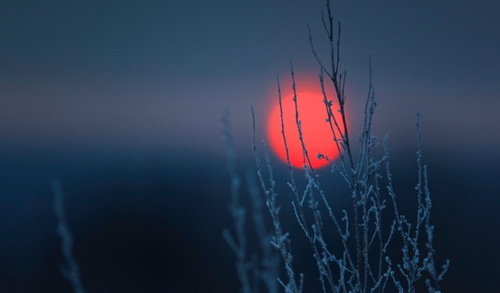 Обои небо, солнце, природа, закат, стебли, растение, the sky, the sun, nature, sunset, stems, plant разрешение 1920x1080 Загрузить