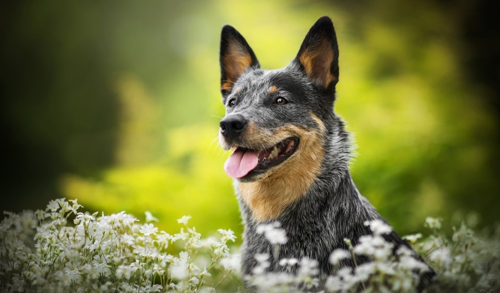 Обои цветы, собака, боке, люси, австралийская пастушья, dackelpuppy, flowers, dog, bokeh, lucy, australian cattle разрешение 2048x1367 Загрузить