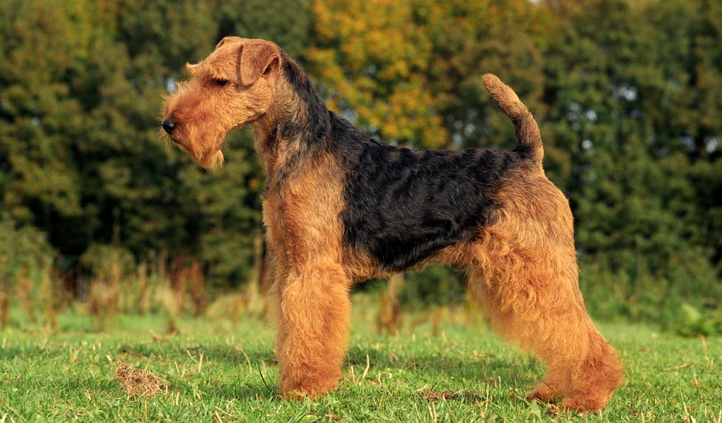 Обои трава, собака, терьер, фокстерьер, вельштерьер, grass, dog, terrier, welsh terrier разрешение 2880x1800 Загрузить