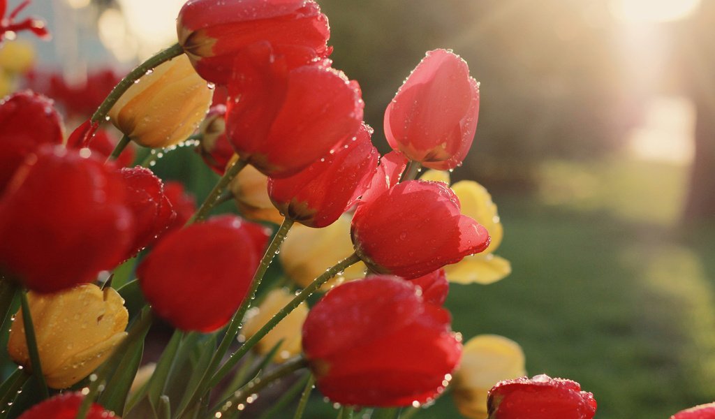 Обои цветы, бутоны, весна, тюльпаны, капельки росы, flowers, buds, spring, tulips, drops of dew разрешение 1920x1200 Загрузить