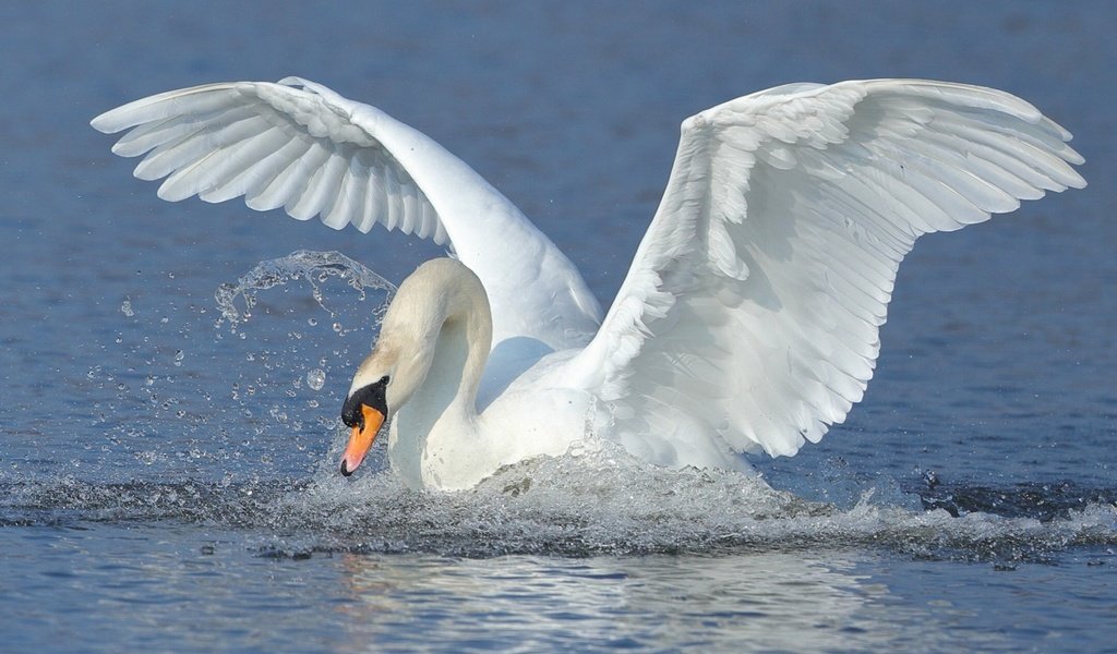 Обои вода, крылья, брызги, птица, взмах, лебедь, water, wings, squirt, bird, stroke, swan разрешение 1920x1200 Загрузить