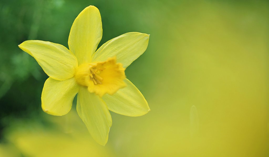 Обои цветок, весна, нарцисс, нарцис, flower, spring, narcissus разрешение 1920x1200 Загрузить