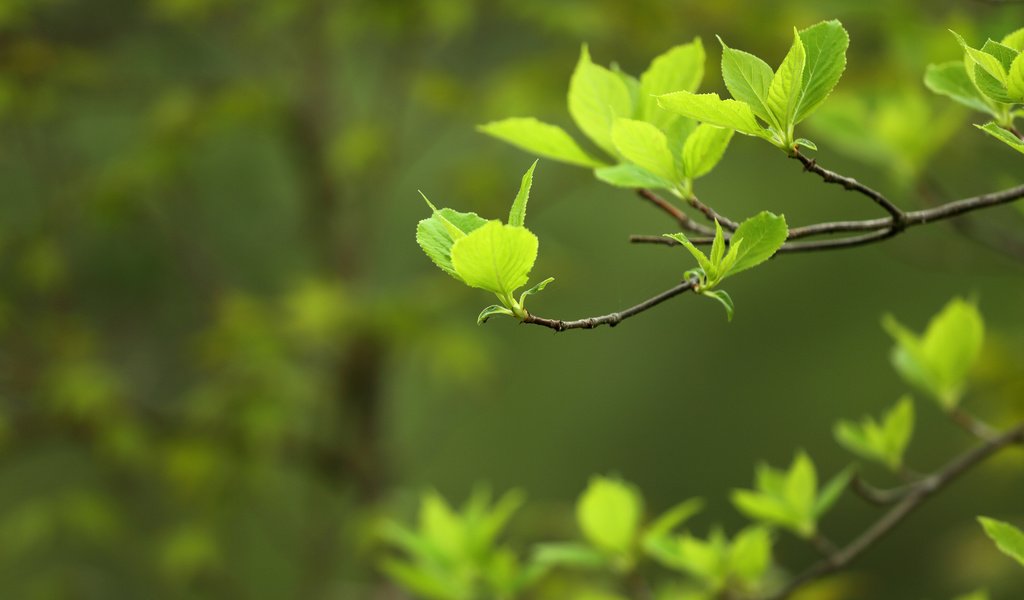 Обои природа, листья, макро, фон, ветки, весна, nature, leaves, macro, background, branches, spring разрешение 3840x2400 Загрузить