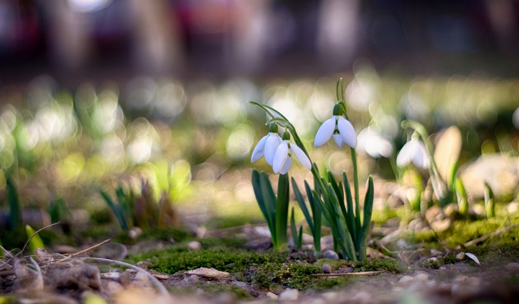 Обои цветы, весна, подснежники, боке, flowers, spring, snowdrops, bokeh разрешение 3840x2400 Загрузить