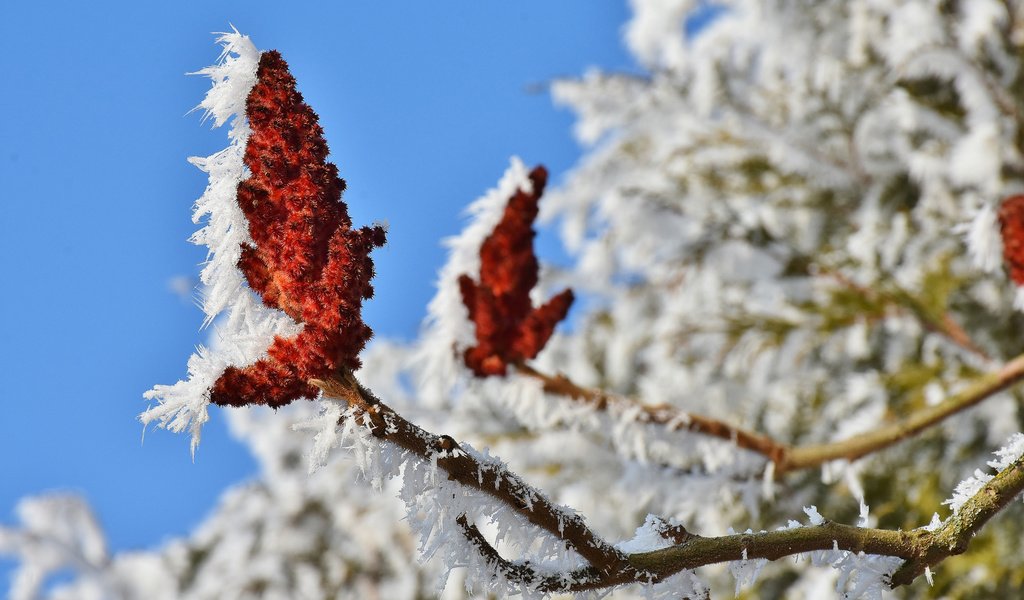 Обои природа, цветение, ветки, иней, кристаллы, nature, flowering, branches, frost, crystals разрешение 3840x2400 Загрузить