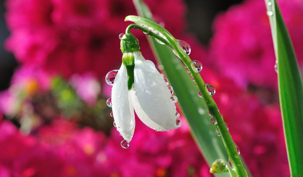 Обои цветок, капли, размытость, весна, подснежник, капельки росы, flower, drops, blur, spring, snowdrop, drops of dew разрешение 1920x1200 Загрузить