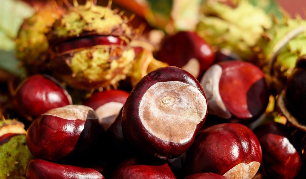 Обои орехи, плоды, каштаны, крупным планом, каштан, nuts, fruit, chestnuts, closeup, chestnut разрешение 1920x1280 Загрузить