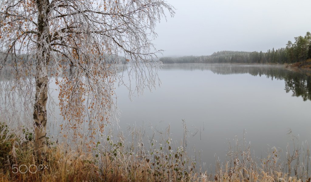 Обои трава, озеро, дерево, отражение, ветки, осень, береза, grass, lake, tree, reflection, branches, autumn, birch разрешение 1920x1200 Загрузить