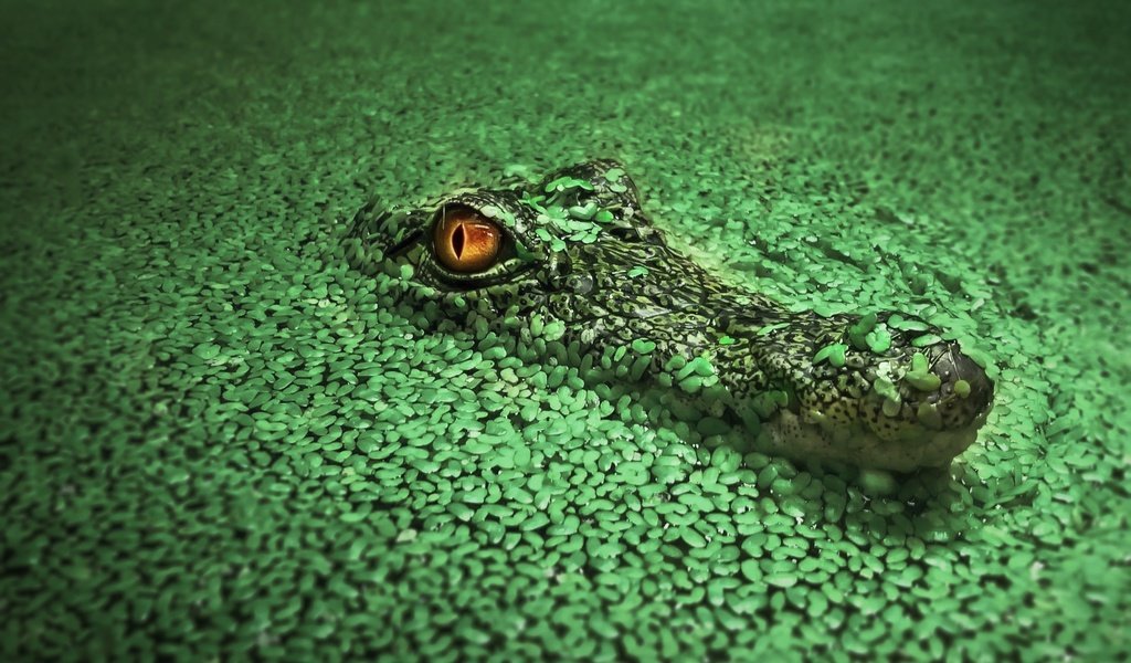 Обои вода, крокодил, водоросли, рептилия, ряска, пресмыкающиеся, water, crocodile, algae, reptile, duckweed, reptiles разрешение 1920x1200 Загрузить