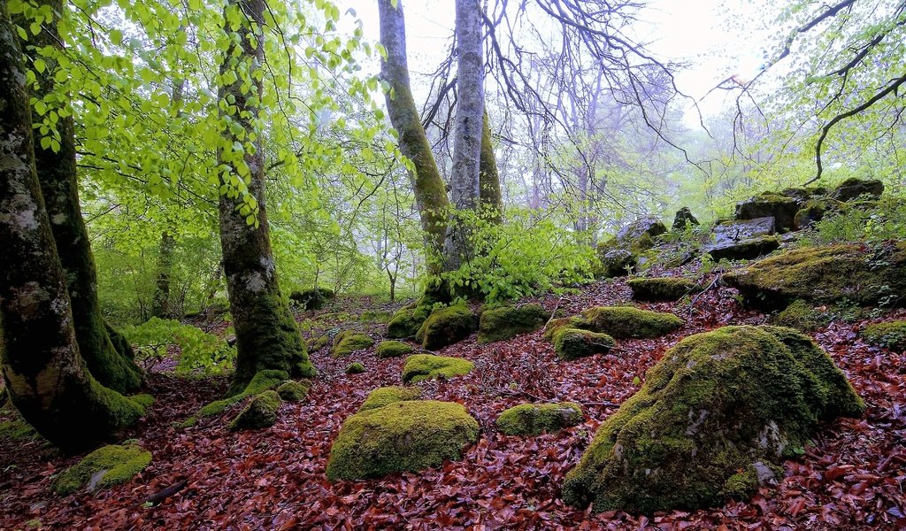 Обои деревья, камни, лес, пейзаж, осень, мох, валуны, осенние листья, trees, stones, forest, landscape, autumn, moss, boulders, autumn leaves разрешение 4288x2848 Загрузить