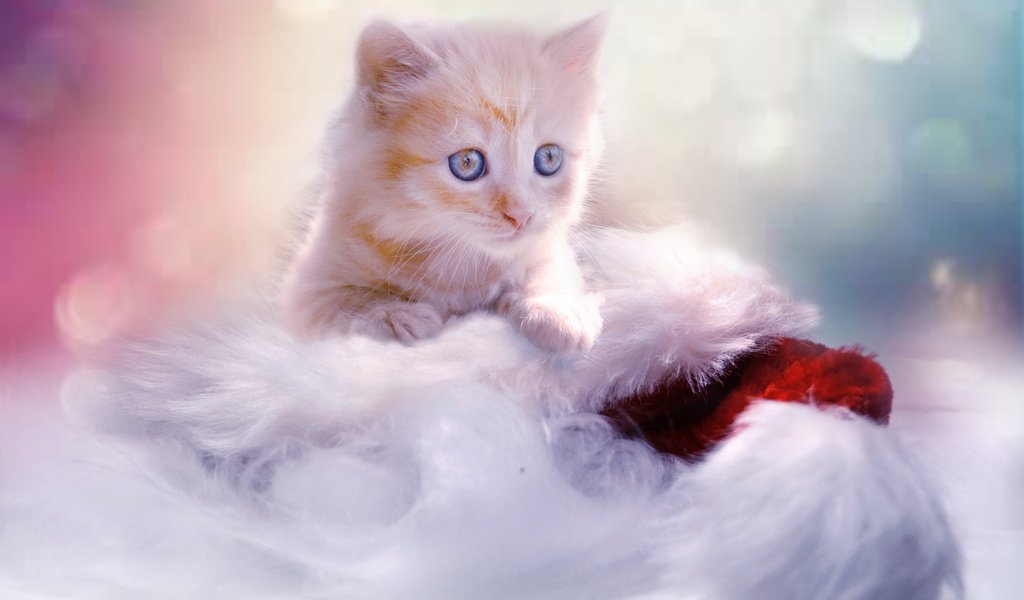 Обои кот, мордочка, кошка, взгляд, котенок, рыжий, голубоглазый, cat, muzzle, look, kitty, red, blue-eyed разрешение 2847x1898 Загрузить