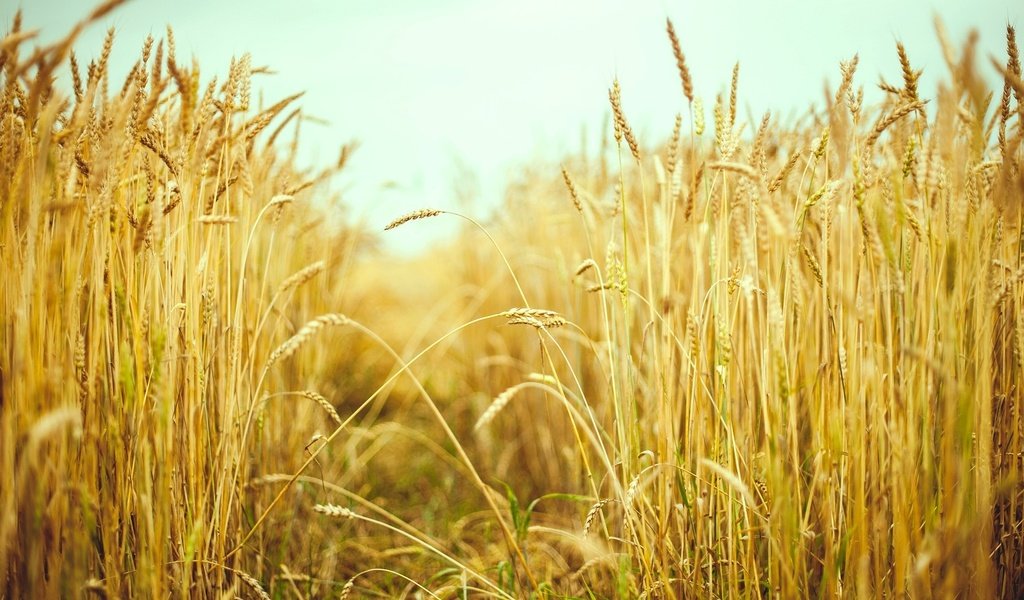 Обои природа, макро, поле, лето, колосья, пшеница, колоски, рожь, nature, macro, field, summer, ears, wheat, spikelets, rye разрешение 1920x1200 Загрузить