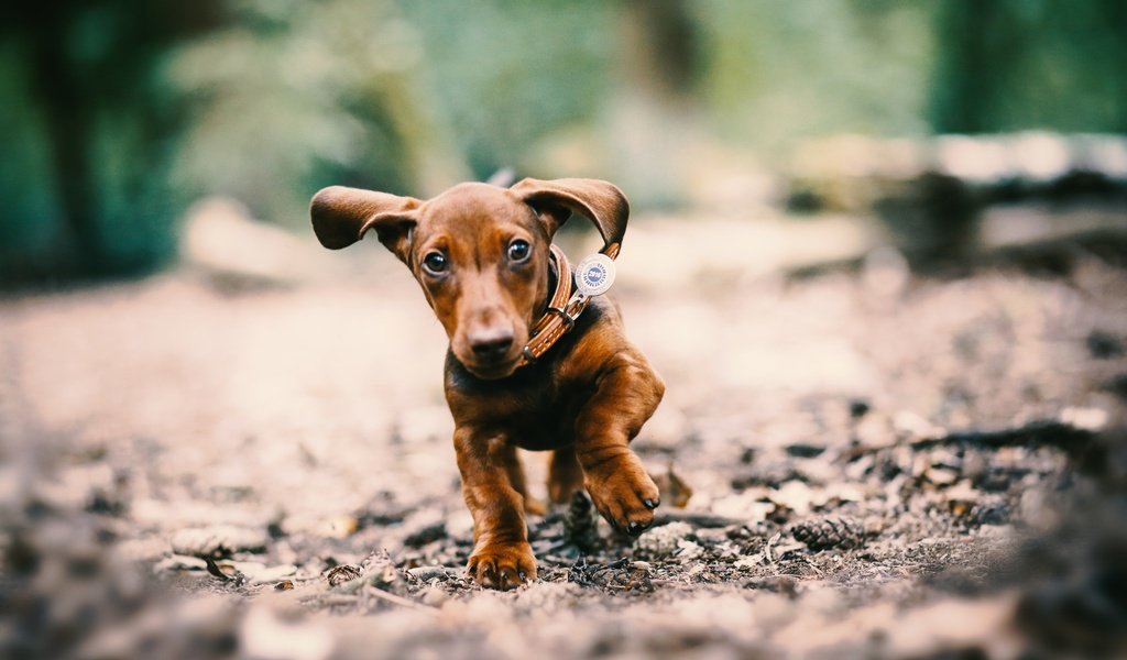 Обои глаза, мордочка, собака, щенок, уши, ошейник, такса, лапки, eyes, muzzle, dog, puppy, ears, collar, dachshund, legs разрешение 2048x1365 Загрузить