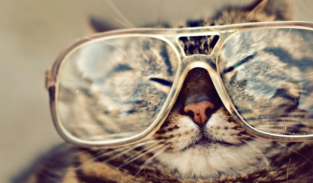 Обои кот, мордочка, кошка, очки, полосатый, крутой, cat, muzzle, glasses, striped, cool разрешение 1920x1200 Загрузить