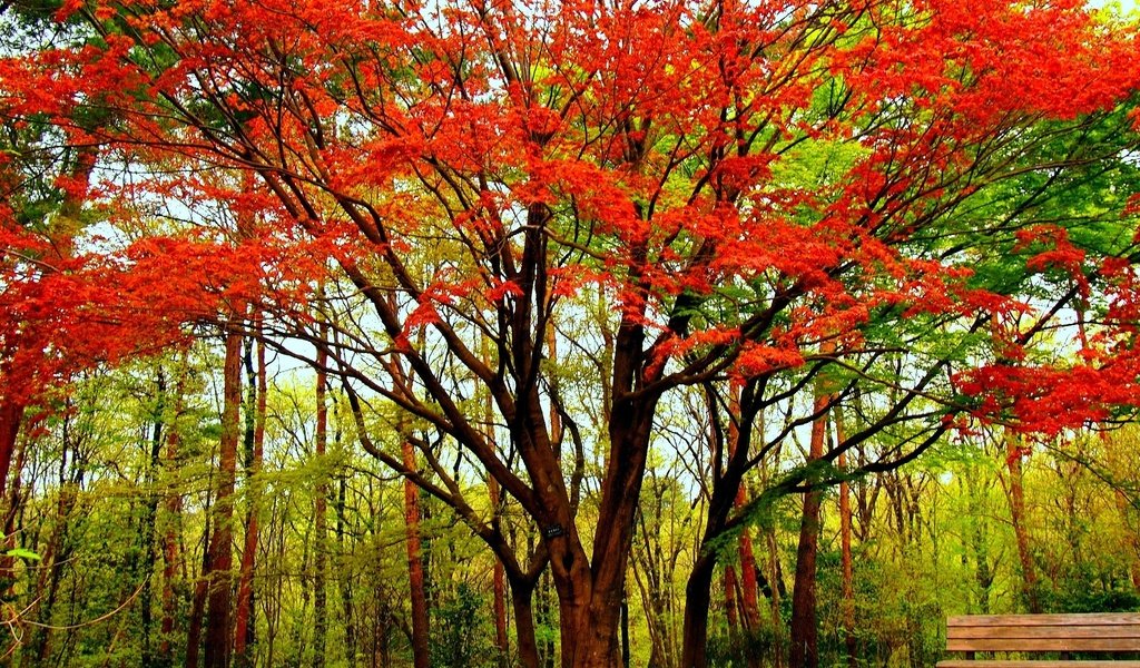 Обои деревья, дерево, парк, осень, скамейка, клен, trees, tree, park, autumn, bench, maple разрешение 1920x1440 Загрузить