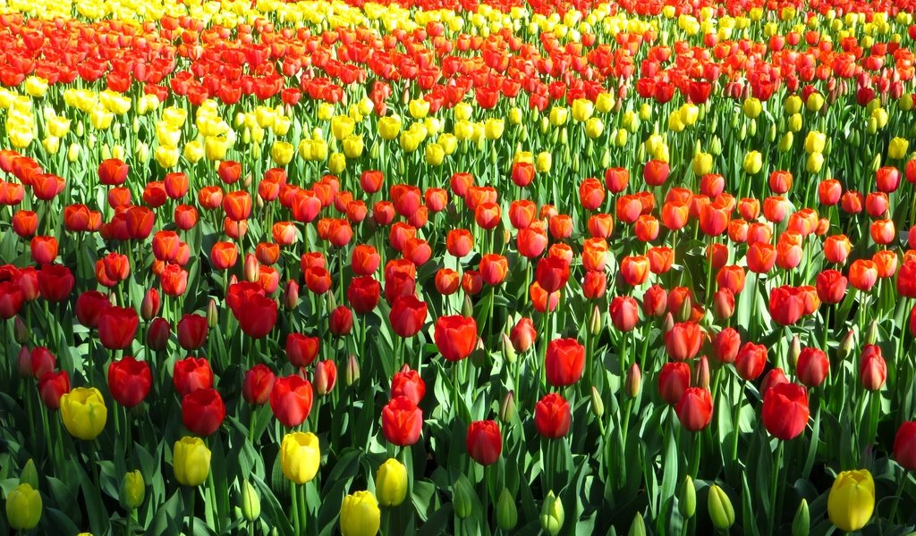 Обои цветы, бутоны, лепестки, красные, тюльпаны, желтые, поле тюльпанов, flowers, buds, petals, red, tulips, yellow, field of tulips разрешение 3600x2700 Загрузить