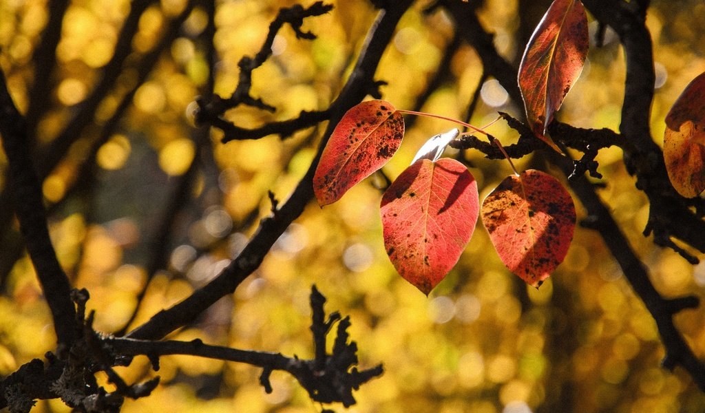 Обои природа, листья, ветки, осень, боке, осенние листья, nature, leaves, branches, autumn, bokeh, autumn leaves разрешение 2560x1696 Загрузить