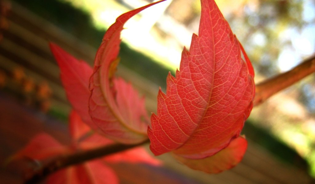 Обои ветка, природа, листья, осень, боке, осенние листья, branch, nature, leaves, autumn, bokeh, autumn leaves разрешение 2820x2196 Загрузить