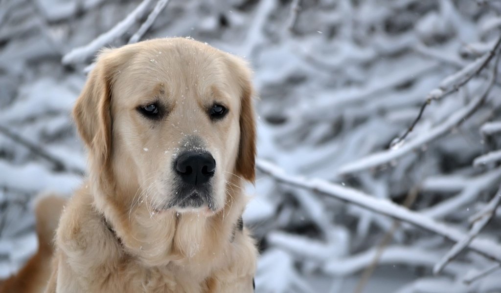 Обои глаза, пес, нос, морда, порода, снег, голова, природа, ретривер, лес, зима, снежинки, собака, eyes, nose, face, breed, snow, head, nature, retriever, forest, winter, snowflakes, dog разрешение 2560x1600 Загрузить
