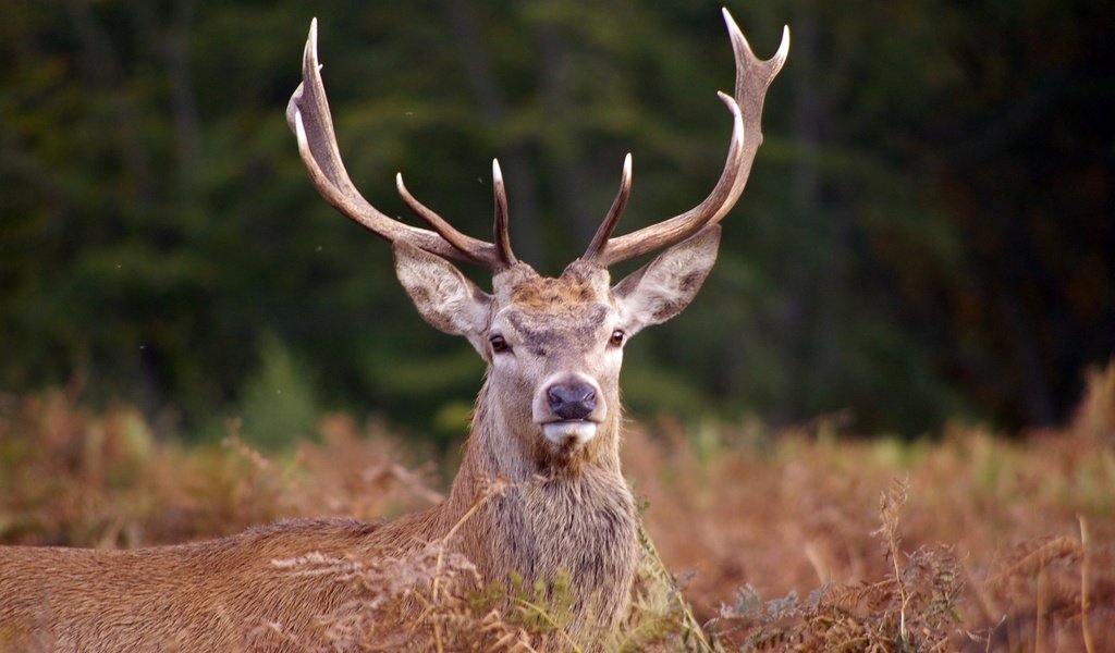 Обои морда, олень, взгляд, рога, сухая трава, благородный олень, face, deer, look, horns, dry grass, red deer разрешение 3008x2000 Загрузить