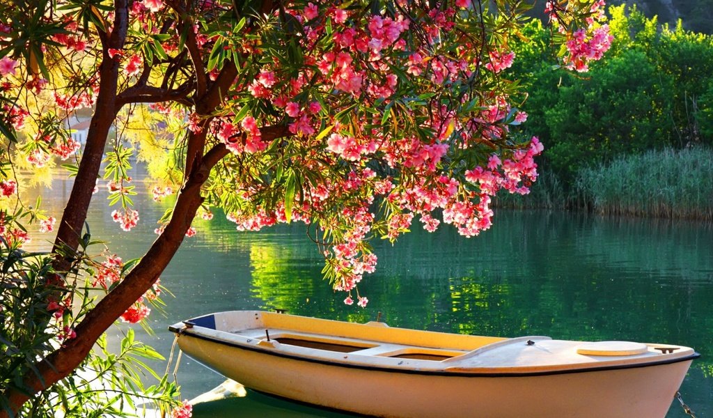 Обои деревья, река, цветение, отражение, лодка, лодка на озере, trees, river, flowering, reflection, boat, boat on the lake разрешение 1920x1080 Загрузить