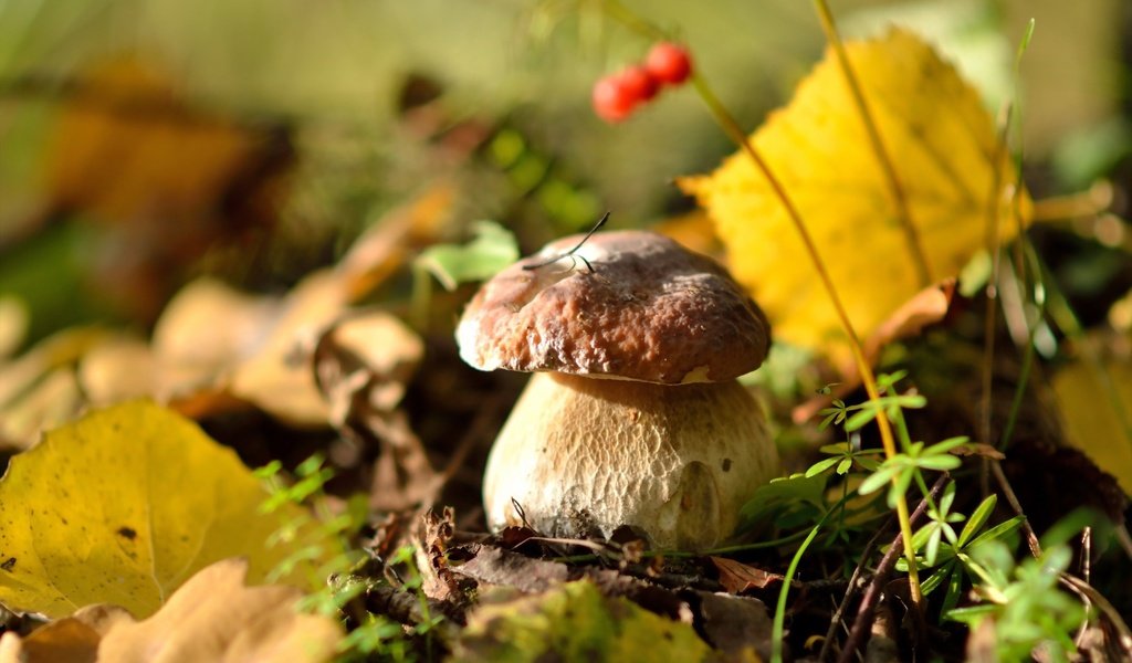 Обои природа, осень, гриб, ягоды, белый гриб, осенние листья, nature, autumn, mushroom, berries, white mushroom, autumn leaves разрешение 2560x1600 Загрузить