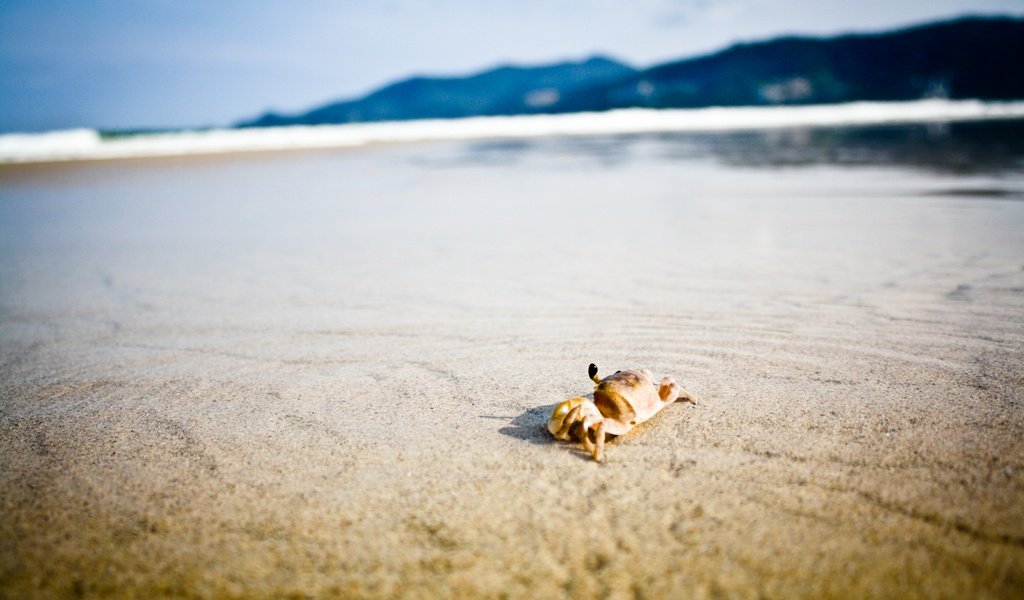 Обои природа, краб на пляже, берег, море, песок, пляж, горизонт, краб, клешни, nature, crab on the beach, shore, sea, sand, beach, horizon, crab, claws разрешение 3888x2592 Загрузить
