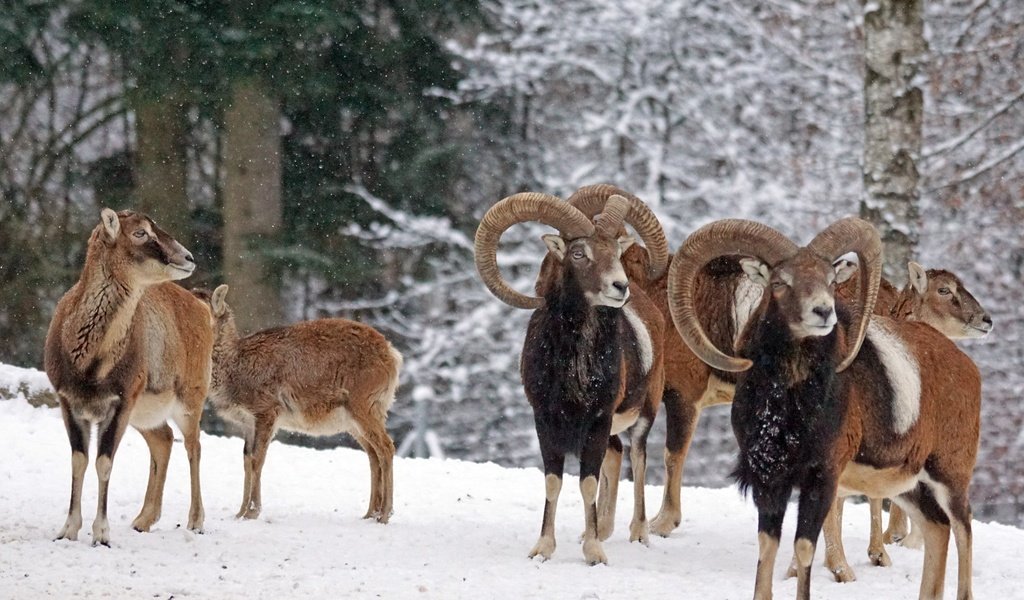 Обои снег, зима, рога, муфлон, бараны, горный баран, snow, winter, horns, mouflon, sheep разрешение 6000x4000 Загрузить