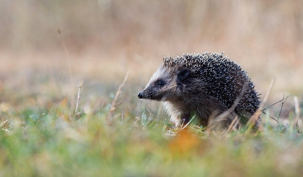 Обои природа, германия, ежик, еж, нижняя саксония, эмсланд, nature, germany, hedgehog, lower saxony, emsland разрешение 1920x1080 Загрузить