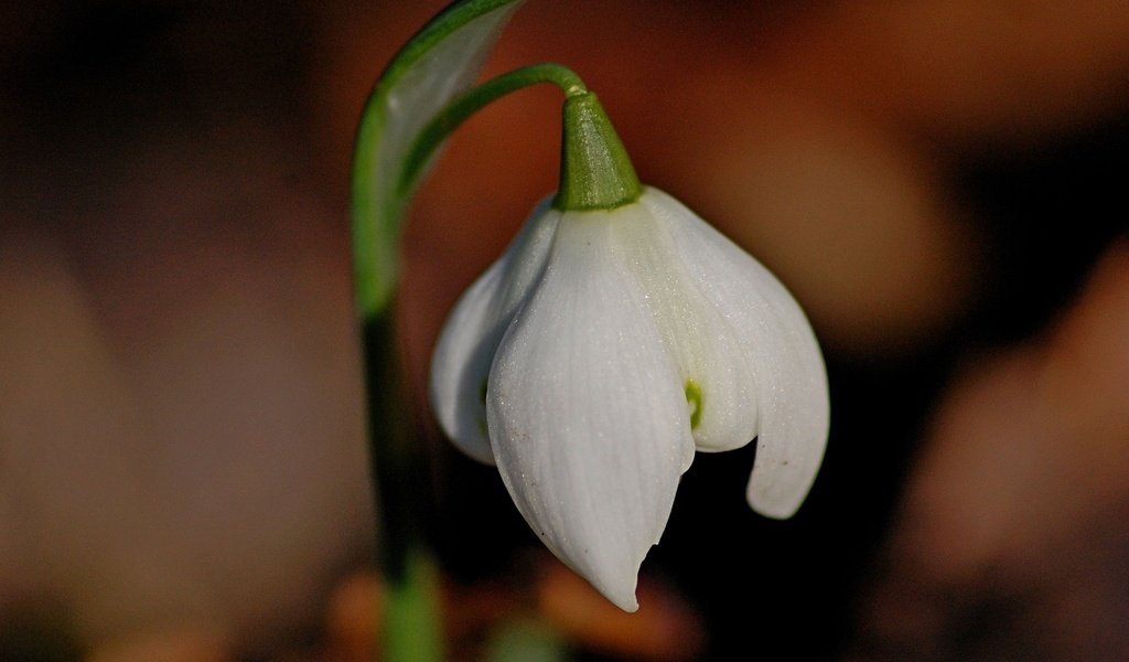 Обои цветок, белый, весна, стебель, подснежник, flower, white, spring, stem, snowdrop разрешение 1920x1200 Загрузить
