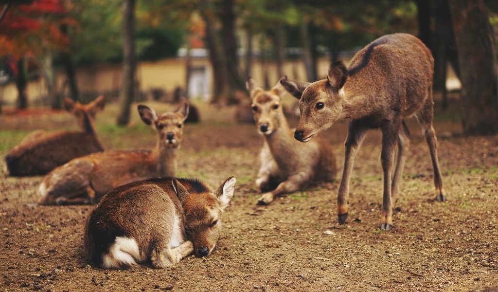 Обои природа, животные, олени, оленята, nature, animals, deer, fawns разрешение 3000x2000 Загрузить