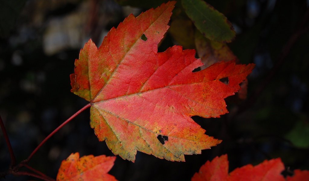 Обои природа, темный фон, кленовый лист, осенние листья, nature, the dark background, maple leaf, autumn leaves разрешение 3008x2000 Загрузить